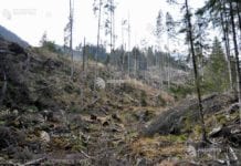 SAP a dezvoltat un sistem ce poate detecta defrişările ilegale