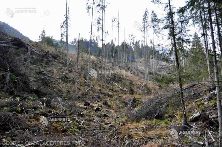 SAP a dezvoltat un sistem ce poate detecta defrişările ilegale