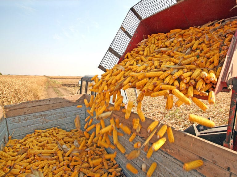România este pe ultimul loc la digitalizare în agrobusiness: doar 1% din afacerile româneşti din sectorul agroalimentar foloseşte roboţi industriali. „Alfabetizarea digitală este la fel de importantă ca piaţa de desfacere şi strategiile de dezvoltare şi promovare“