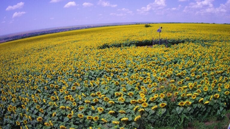 Vodafone România îşi extinde portofoliul de furnizor de tehnologie pentru companii cu soluţii digitale pentru agricultură. “Agricultura de precizie, bazată pe tehnologii de tip IoT şi analiza datelor, reprezintă agricultura viitorului”